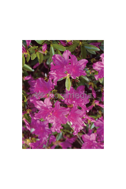 Azalia japońska 'Blue Danube' Azalea japonica