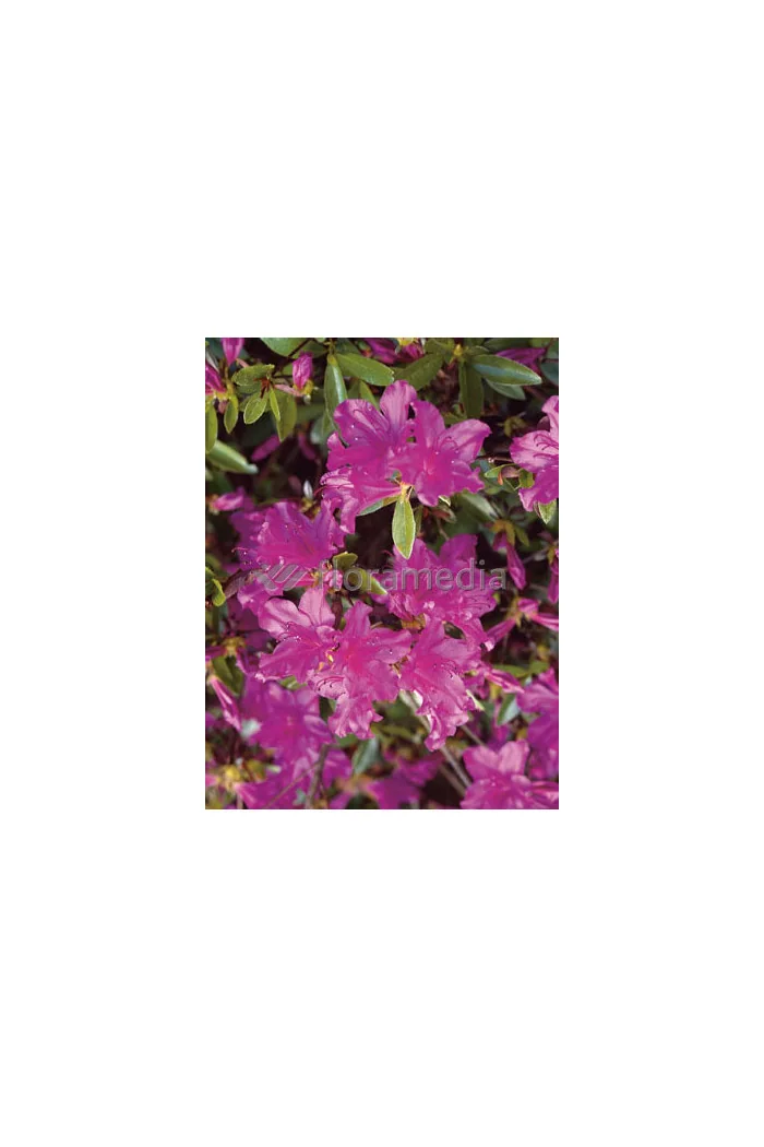 Azalia japońska 'Blue Danube' Azalea japonica