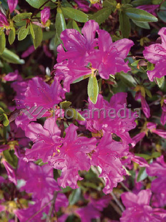 Azalia japońska 'Blue Danube' Azalea japonica