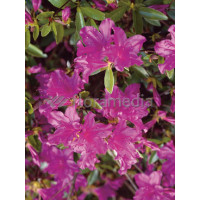 Azalia japońska 'Blue Danube' Azalea japonica