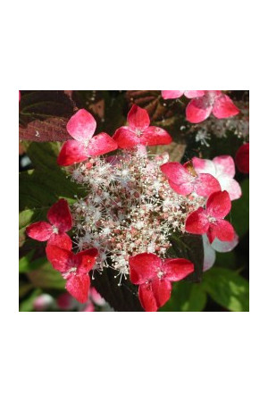 Hortensja piłkowana 'Kurenai' | Hydrangea serrata