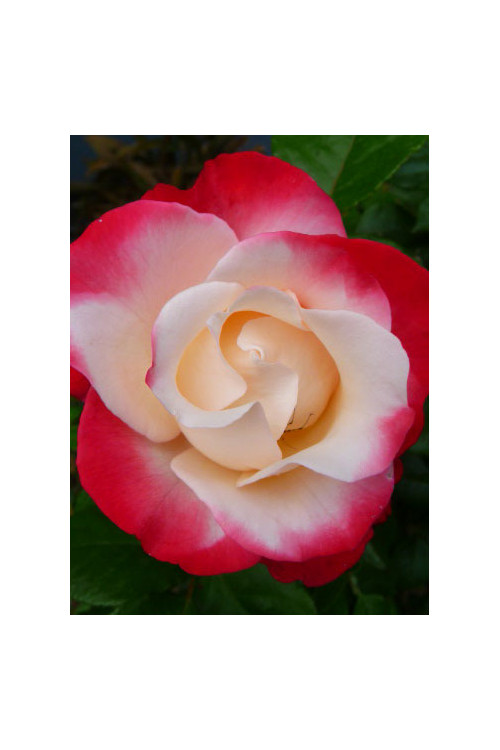 Róża 'Nostalgie' Rosa