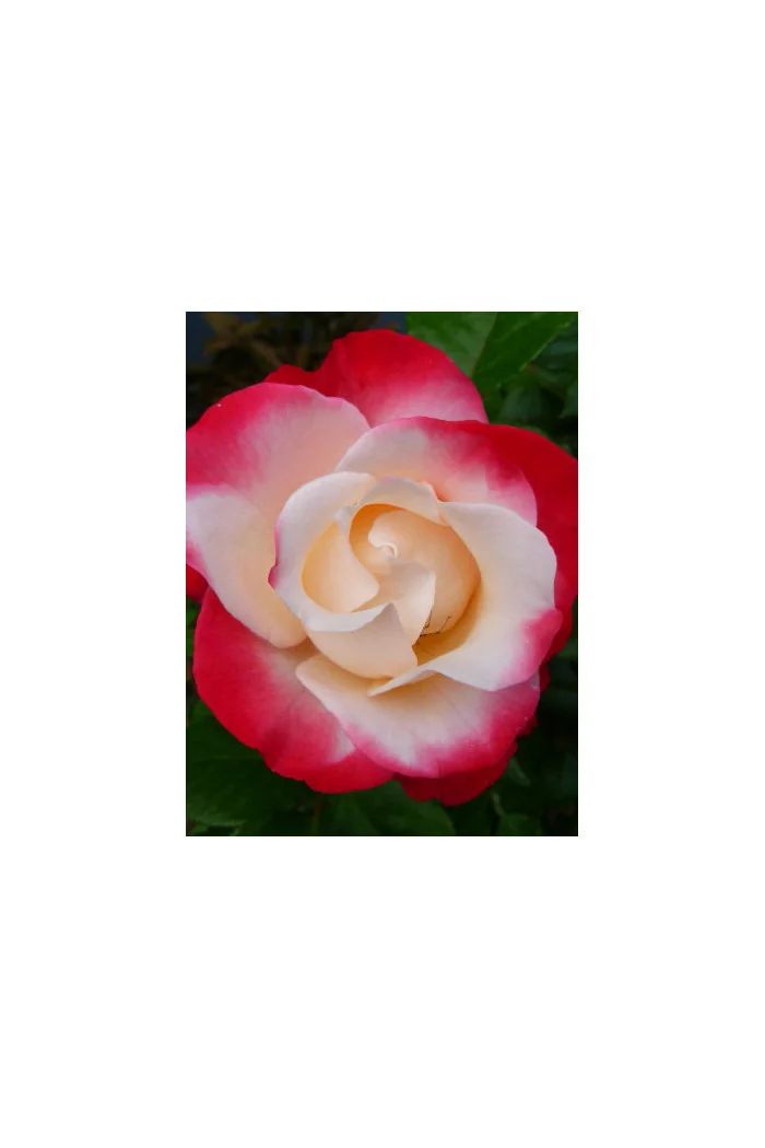 Róża 'Nostalgie' Rosa