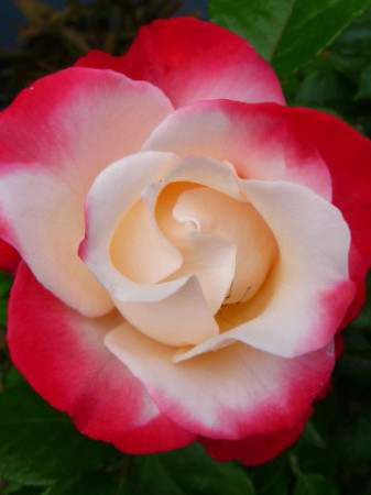 Róża 'Nostalgie' Rosa