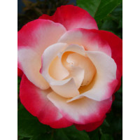 Róża 'Nostalgie' Rosa