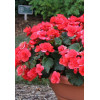 Begonia Solenia 'Dark Pink'