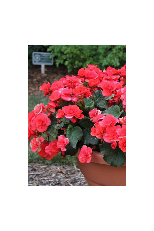 Begonia Solenia 'Dark Pink'