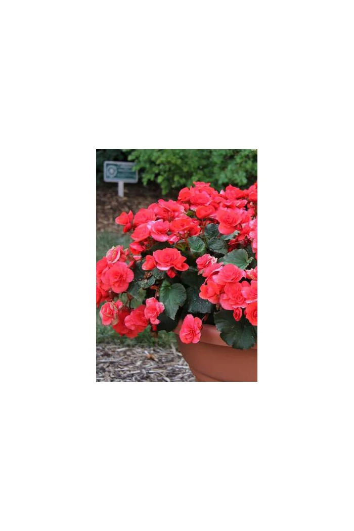 Begonia Solenia 'Dark Pink'