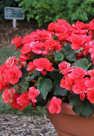 Begonia Solenia 'Dark Pink'