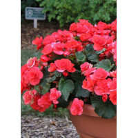 Begonia Solenia 'Dark Pink'