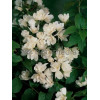 Jaśminowiec 'Waterlon' | Philadelphus lewisii