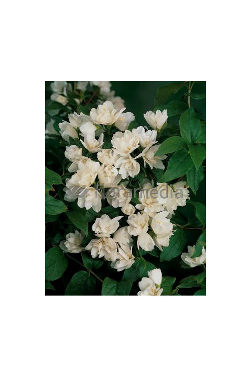 Jaśminowiec 'Waterlon' | Philadelphus lewisii