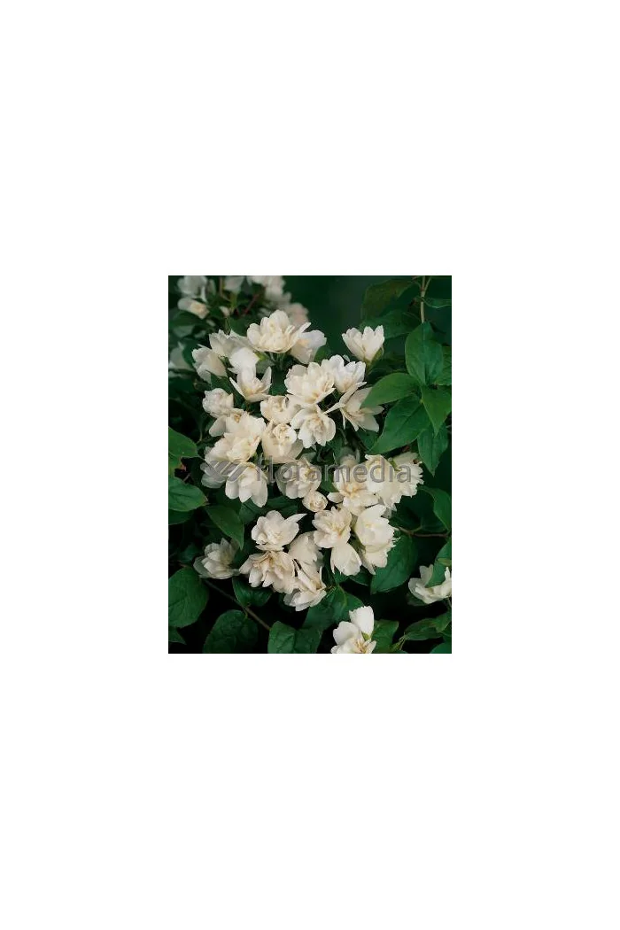 Jaśminowiec 'Waterlon' | Philadelphus lewisii