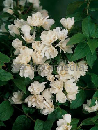 Jaśminowiec 'Waterlon' | Philadelphus lewisii