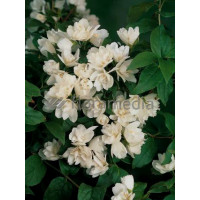 Jaśminowiec 'Waterlon' | Philadelphus lewisii