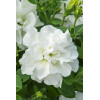Petunia 'Tumbelina Diana' | Petunia x hybrida