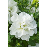 Petunia 'Tumbelina Diana' | Petunia x hybrida