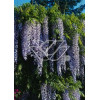 Glicynia chińska (niebieska) 'Prolific' | Wisteria sinensis