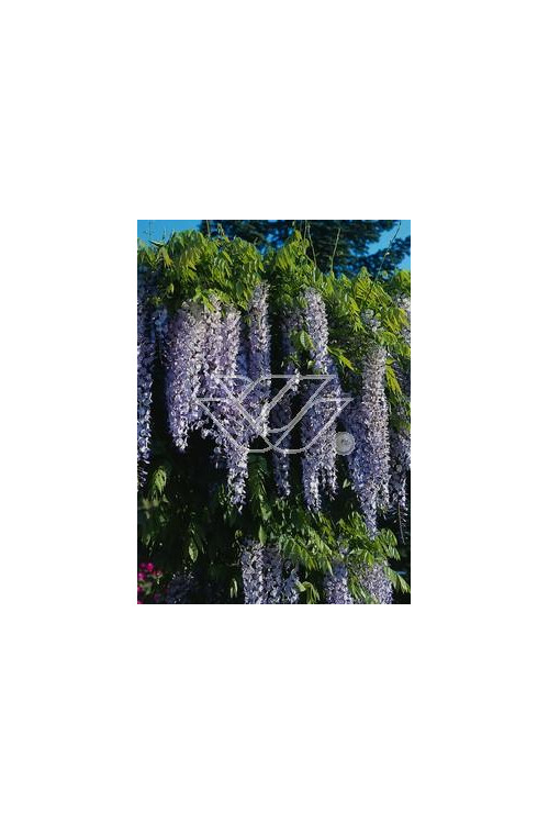 Glicynia chińska (niebieska) 'Prolific' | Wisteria sinensis