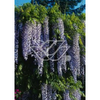 Glicynia chińska (niebieska) 'Prolific' | Wisteria sinensis