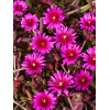Słonecznica 'Desert Dancer Purple' | Delosperma