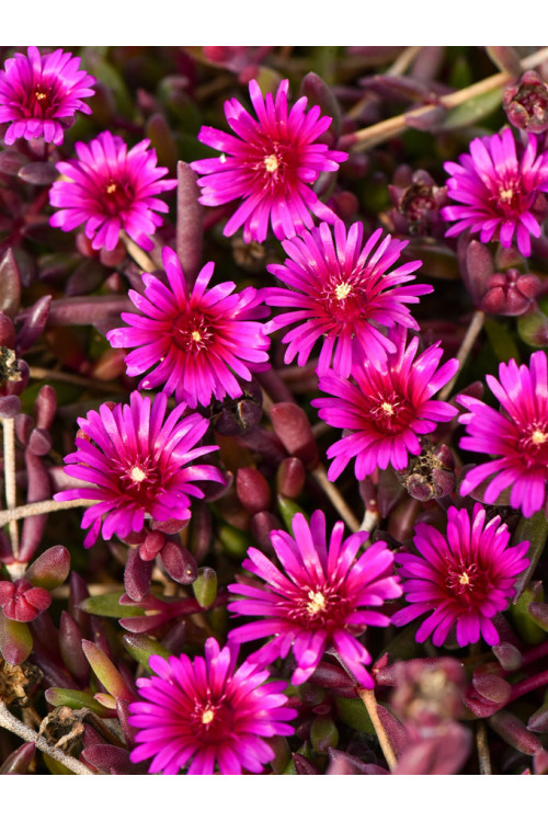 Słonecznica 'Desert Dancer Purple' | Delosperma