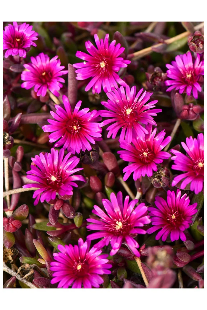 Słonecznica 'Desert Dancer Purple' | Delosperma