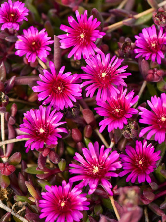 Słonecznica 'Desert Dancer Purple' | Delosperma