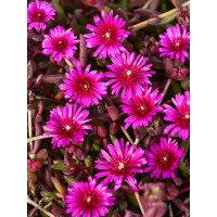 Słonecznica 'Desert Dancer Purple' | Delosperma