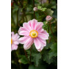 Zawilec japoński 'Garden Breeze Whirlwind Pink' | Anemone japonica