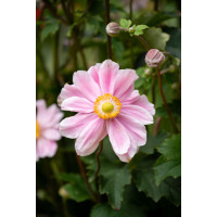 Zawilec japoński 'Garden Breeze Whirlwind Pink' | Anemone japonica