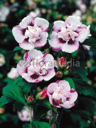 Ketmia syryjska 'Speciosus' Hibiscus syriacus