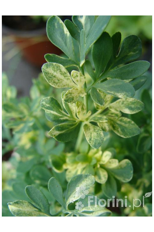 Ruta zwyczajna 'Jackman's Blue' Ruta gravoelens