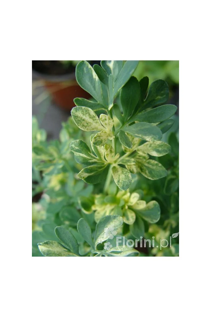 Ruta zwyczajna 'Jackman's Blue' Ruta gravoelens