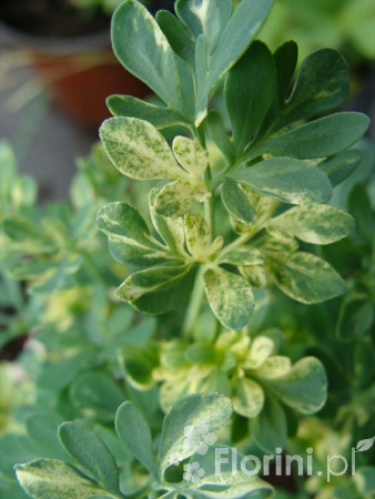 Ruta zwyczajna 'Jackman's Blue' Ruta gravoelens