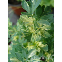 Ruta zwyczajna 'Jackman's Blue' Ruta gravoelens