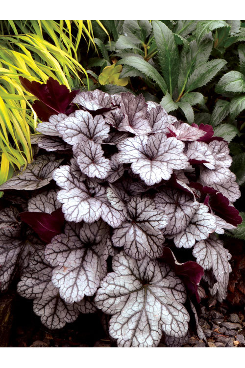 żurawka, żurawka Glitter, heuchera