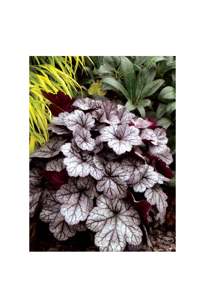 żurawka, żurawka Glitter, heuchera