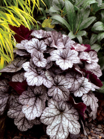 żurawka, żurawka Glitter, heuchera