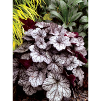 żurawka, żurawka Glitter, heuchera