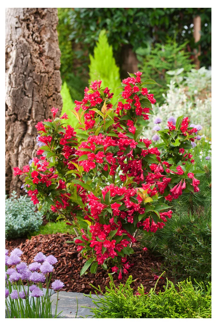 Krzewuszka cudowna 'Red Prince' | Weigela florida