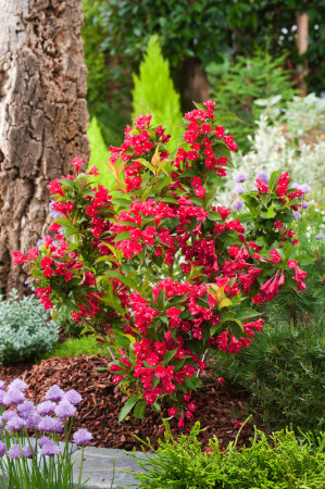 Krzewuszka cudowna 'Red Prince' | Weigela florida
