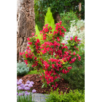 Krzewuszka cudowna 'Red Prince' | Weigela florida