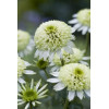 Jeżówka 'Milkshake' | Echinacea
