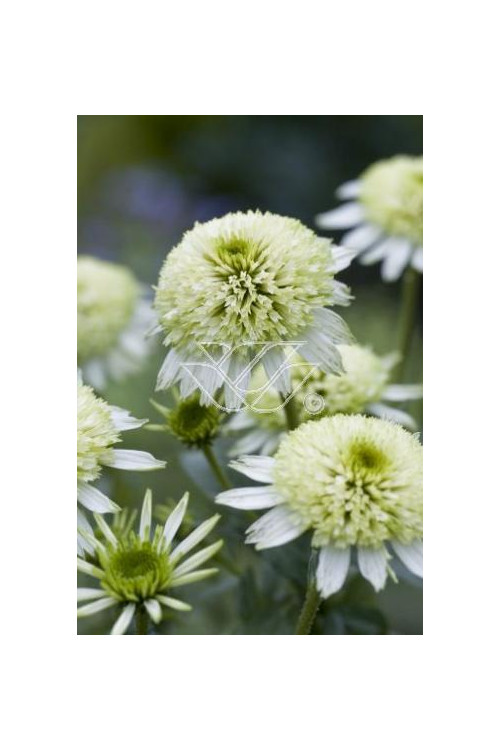 Jeżówka 'Milkshake' | Echinacea