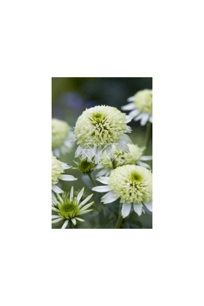 Jeżówka 'Milkshake' | Echinacea