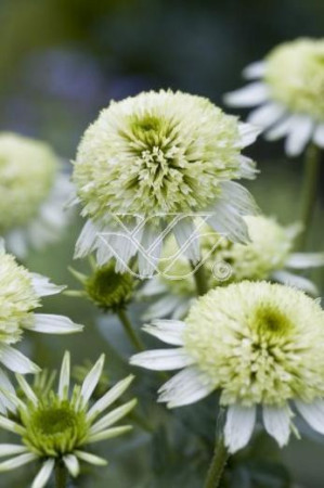 Jeżówka 'Milkshake' | Echinacea