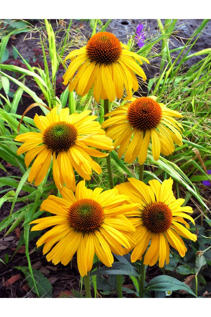 Jeżówka 'Daydream' Echinacea