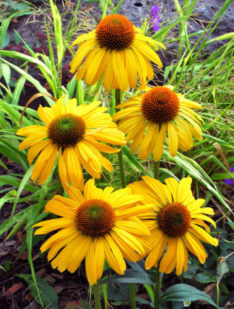 Jeżówka 'Daydream' Echinacea
