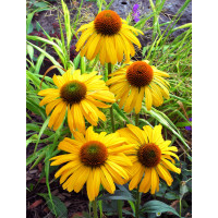 Jeżówka 'Daydream' Echinacea